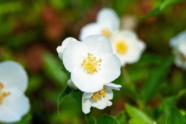 蔷薇花特写