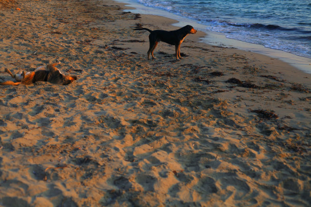 两只狗在海边