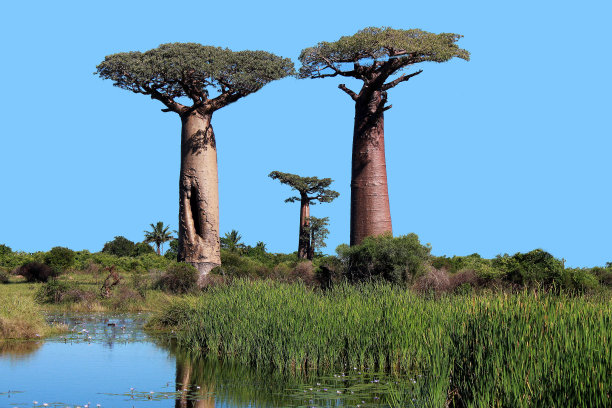 baobab