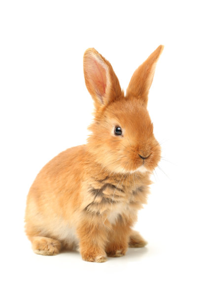 rabbit