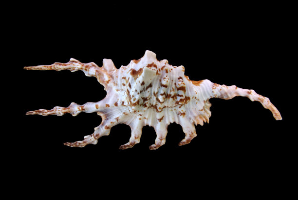 古代海螺
