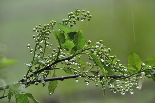 樱花雨