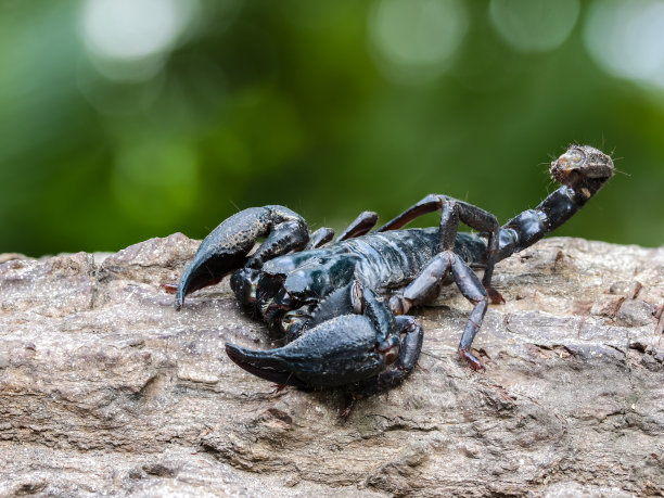 scorpio