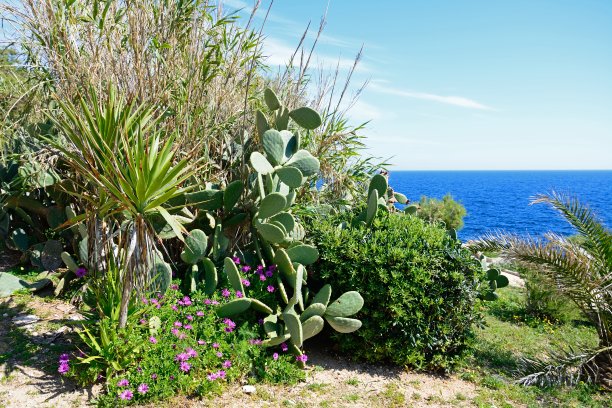 mediterranean