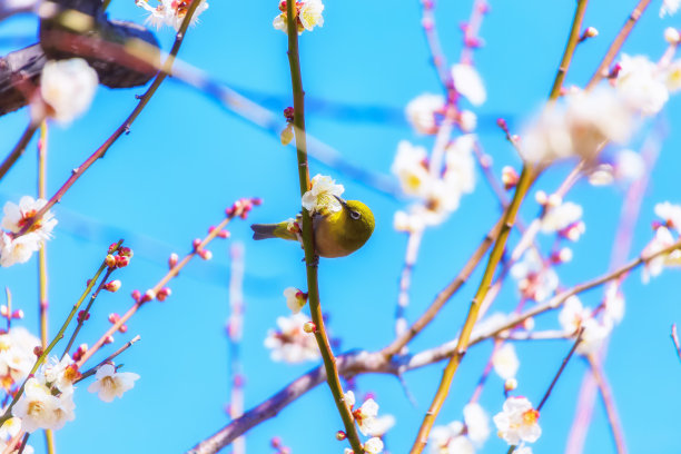 天空,美,日本文化