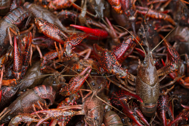 crawdad