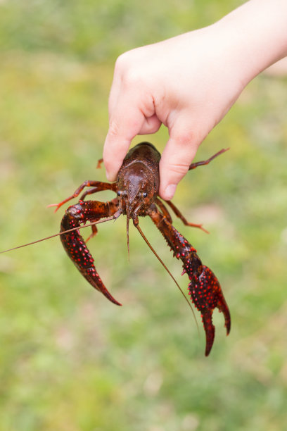 crawdad
