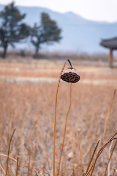 冻干花