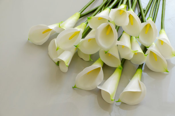 zantedeschia