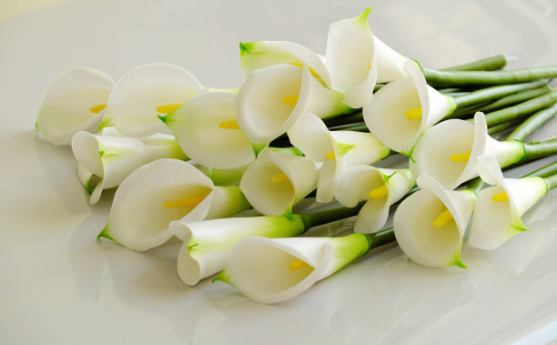 zantedeschia