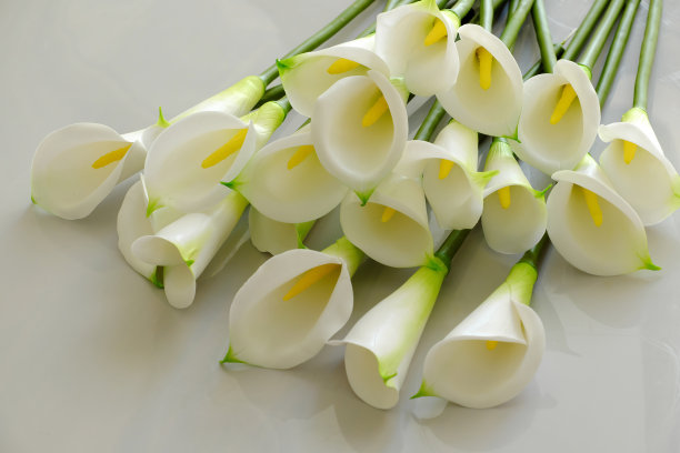 zantedeschia