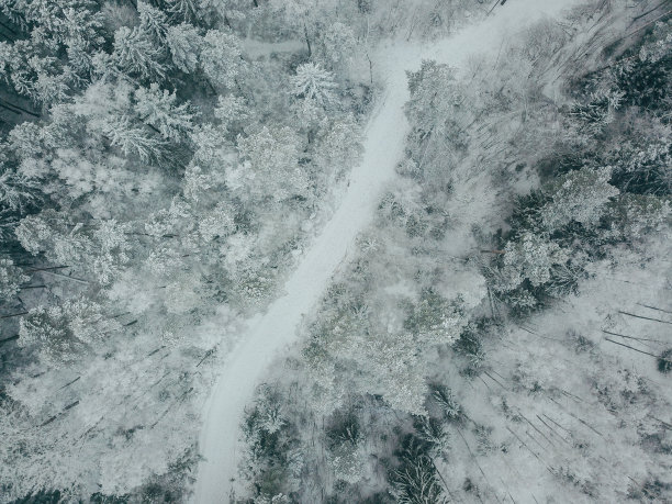 雪覆盖着的森林