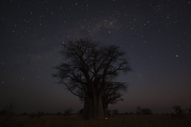 baobab