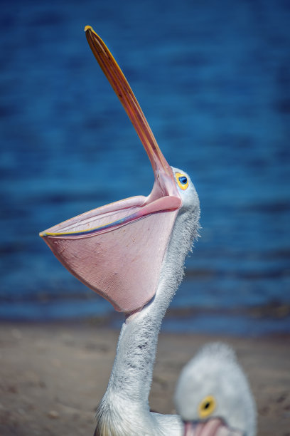 pelecanus