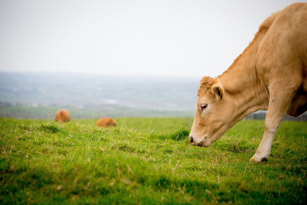 cattle
