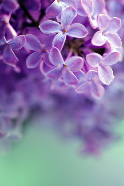 向日葵花挂画