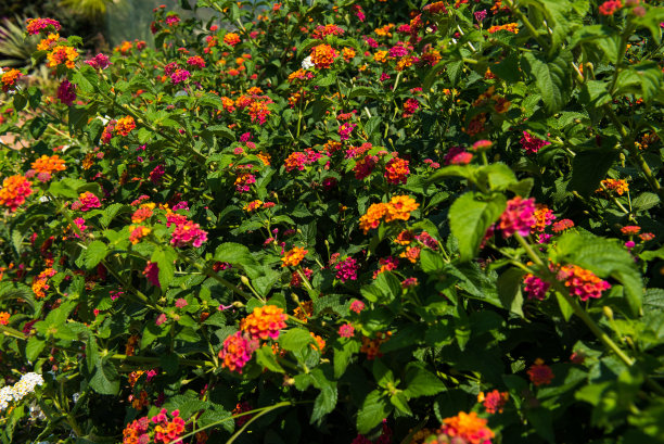 verbena