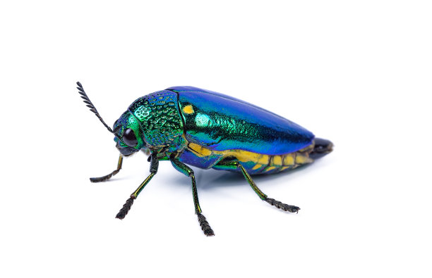 beetles