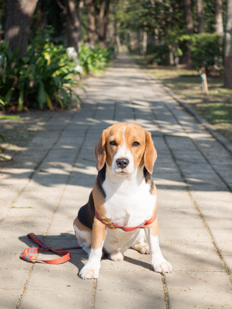 比格犬