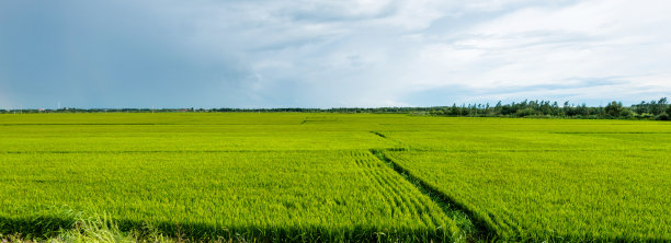 玉米地风景