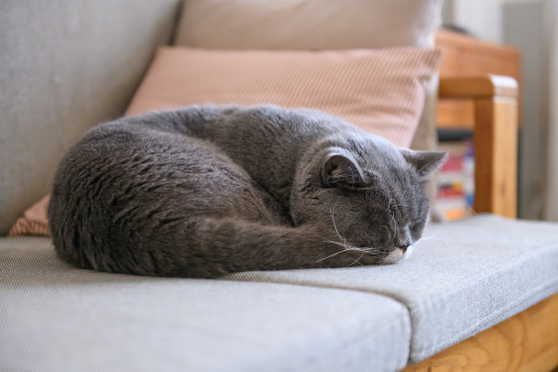 沙发上的猫咪