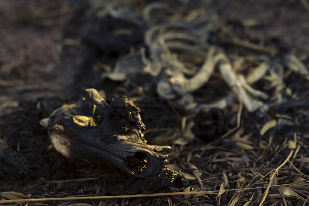 skeleton