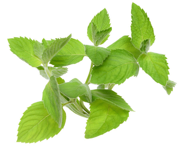 spearmint