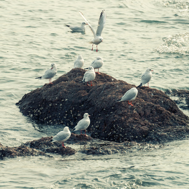 海岸海鸥
