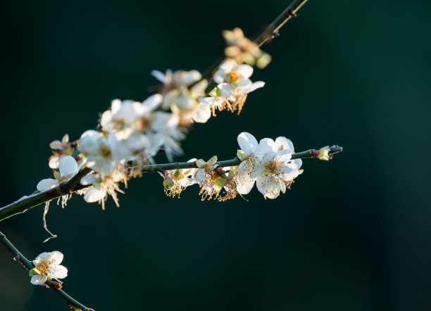 梅花瓣