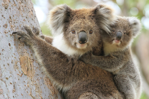 koala