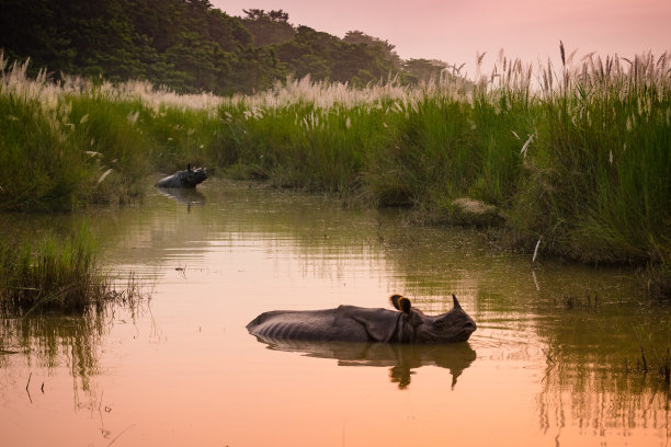 chitwan