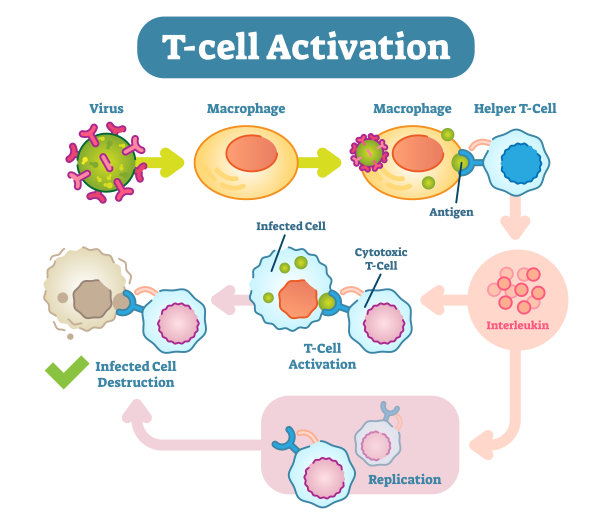 cd4