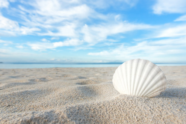 shells