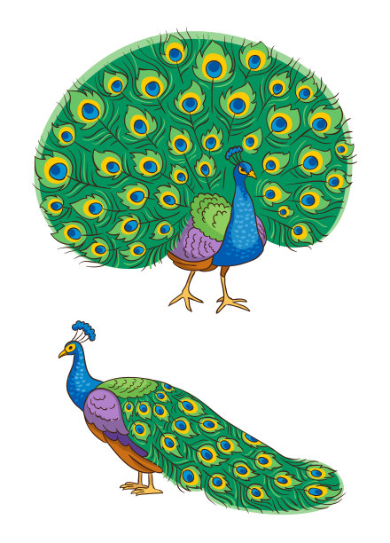 peacock