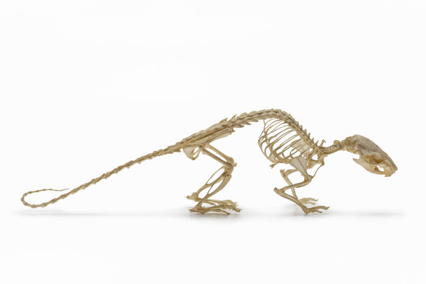 动物脊椎骨