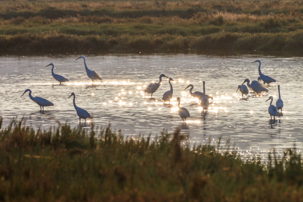 egretta