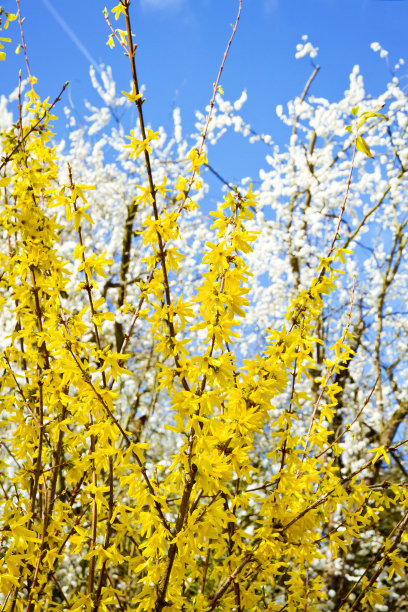 forsythia