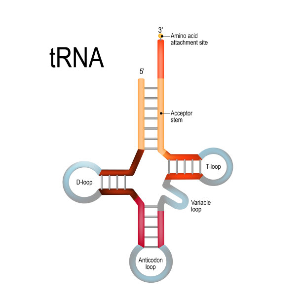 rna