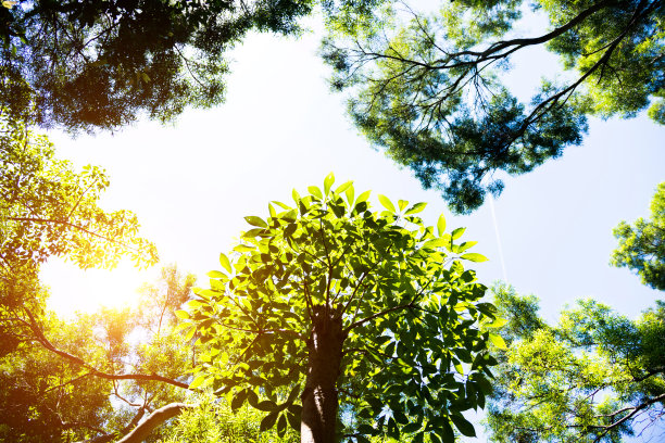 全国生态日背景