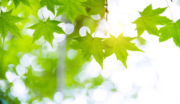 maple