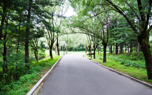 繁花与树林