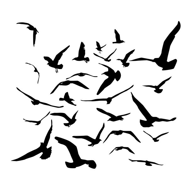 seagull