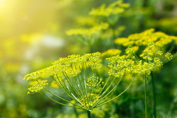 fennel