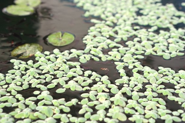 duckweed