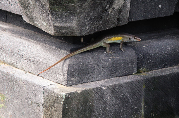 phelsuma