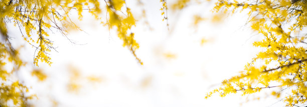 forsythia