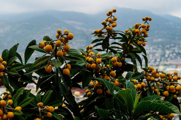 高山枇杷