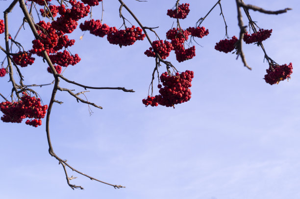 rowan