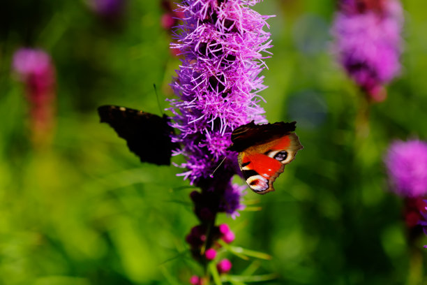 蝴蝶和红色小菊花