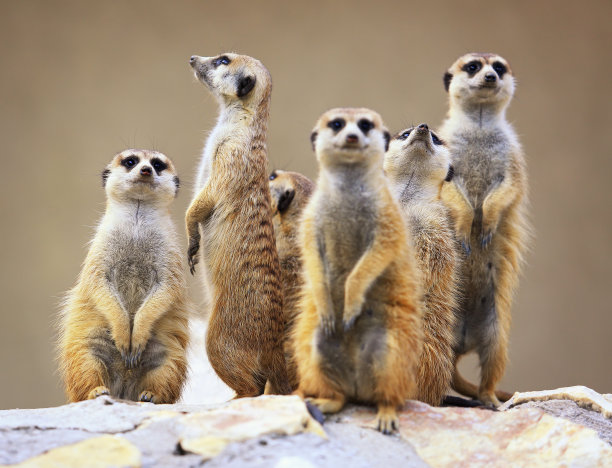 mongoose
